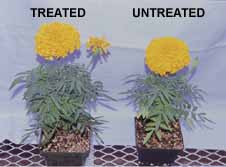 flowers-treated-untreated